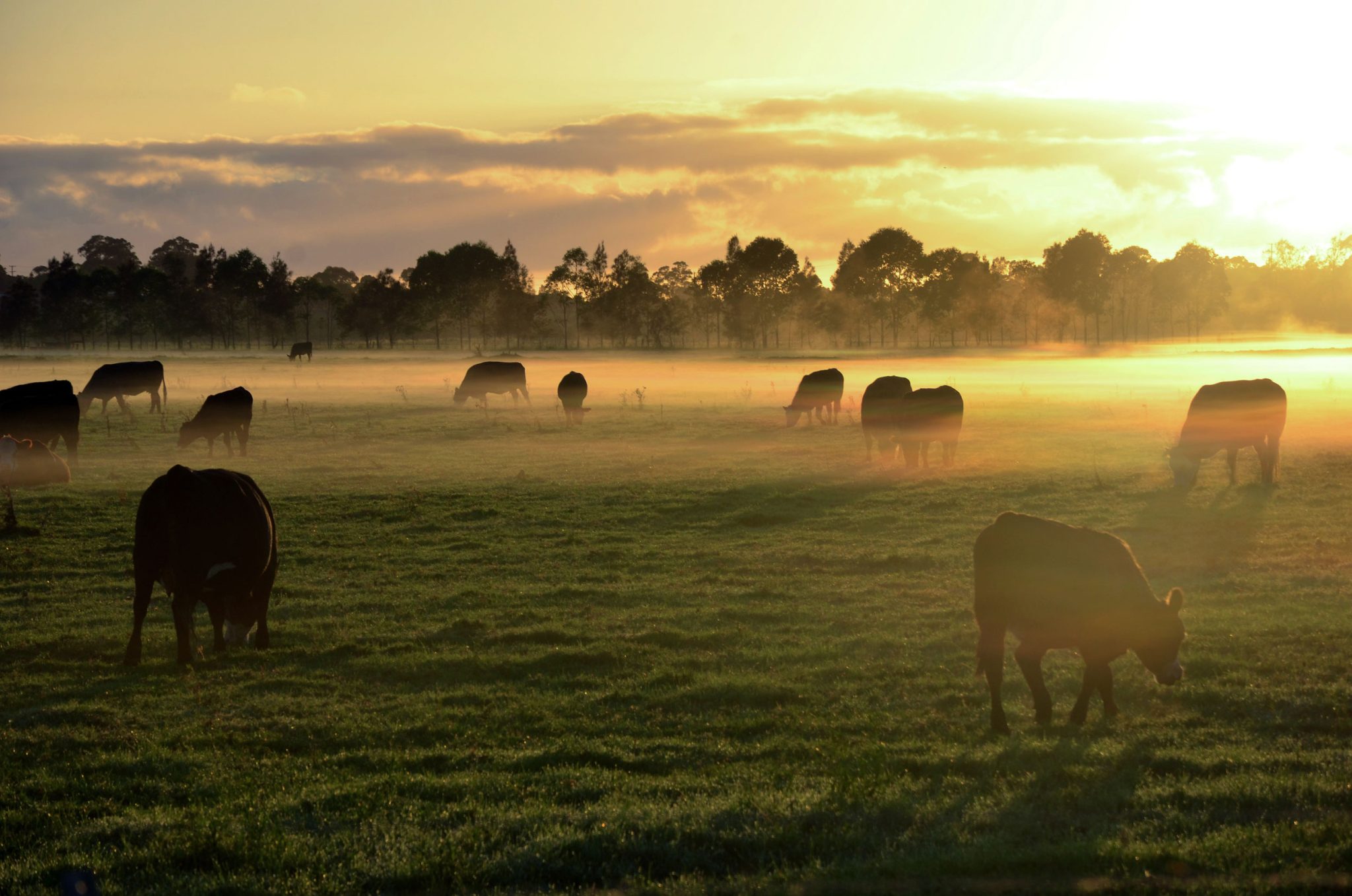 cows grazing at watagan park