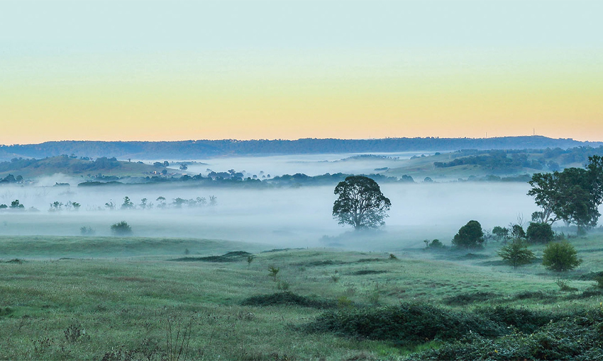 menangle park fog at dawn