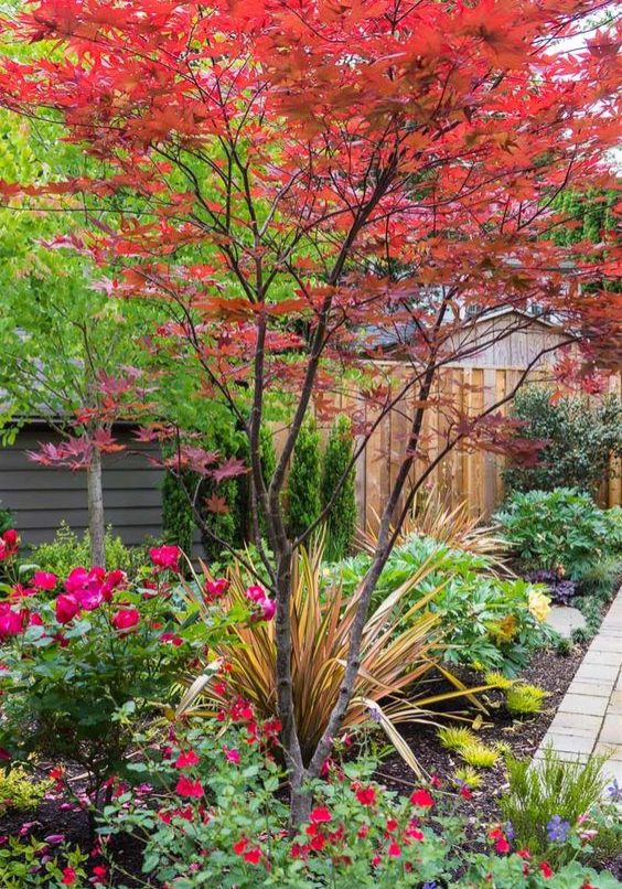 Japanese Maple tree in garden